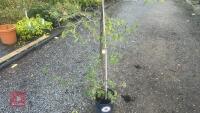 CARPINUS BETULUS (HORNBEAM) - 4