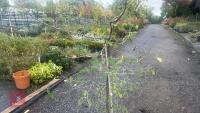 CARPINUS BETULUS (HORNBEAM) - 5