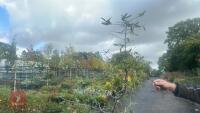 CARPINUS BETULUS (HORNBEAM) - 6