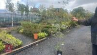 CARPINUS BETULUS (HORNBEAM) - 7
