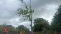 BETULA UTILIS JACQUEMONTII (HIMALAYAN BI - 5