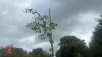 BETULA UTILIS JACQUEMONTII (HIMALAYAN BI - 6