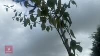 BETULA UTILIS JACQUEMONTII (HIMALAYAN BI - 7