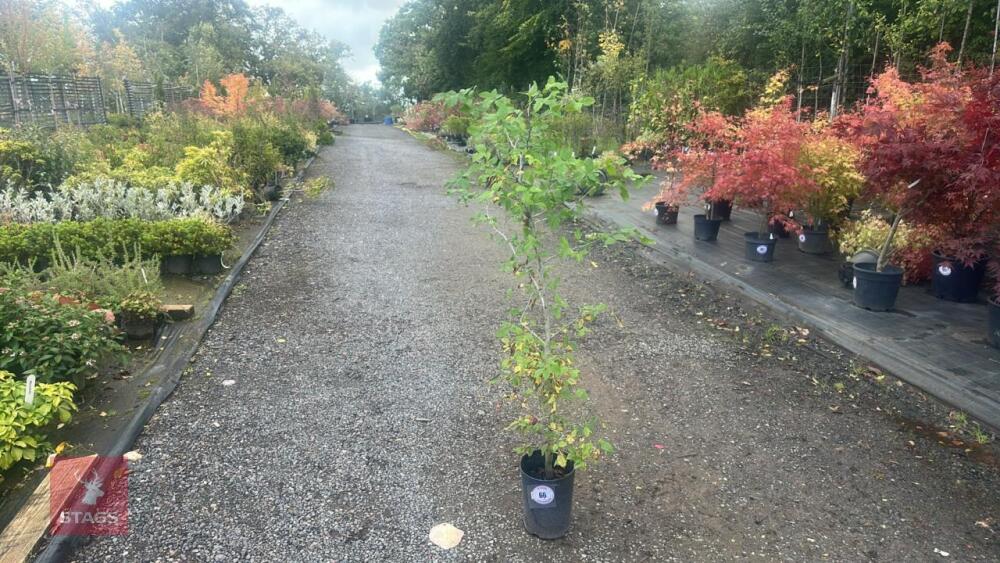CARPINUS BETULUS (HORNBEAM)