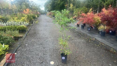 CARPINUS BETULUS (HORNBEAM)