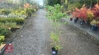 CARPINUS BETULUS (HORNBEAM) - 2