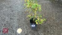 CARPINUS BETULUS (HORNBEAM) - 3
