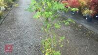CARPINUS BETULUS (HORNBEAM) - 5