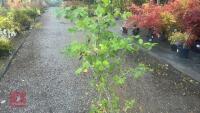 CARPINUS BETULUS (HORNBEAM) - 6