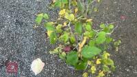 CARPINUS BETULUS (HORNBEAM) - 7