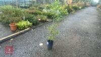 CARPINUS BETULUS (HORNBEAM) - 8