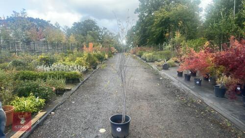 AMELANCHIER LAMARCKII MULTI-STEM