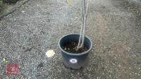 AMELANCHIER LAMARCKII MULTI-STEM - 3
