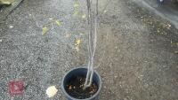 AMELANCHIER LAMARCKII MULTI-STEM - 4