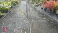 AMELANCHIER LAMARCKII MULTI-STEM - 5
