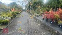 AMELANCHIER LAMARCKII MULTI-STEM - 6