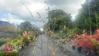 AMELANCHIER LAMARCKII MULTI-STEM - 7