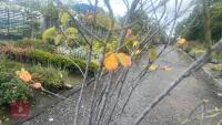 AMELANCHIER LAMARCKII MULTI-STEM - 8