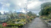 AMELANCHIER LAMARCKII MULTI-STEM - 9