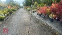 BETULA UTILIS JACQUEMONTII (HIMALAYAN BI - 4