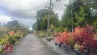 BETULA UTILIS JACQUEMONTII (HIMALAYAN BI - 5