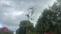 BETULA UTILIS JACQUEMONTII (HIMALAYAN BI - 6
