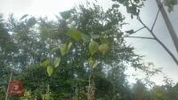 BETULA UTILIS JACQUEMONTII (HIMALAYAN BI - 7
