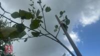 BETULA UTILIS JACQUEMONTII (HIMALAYAN BI - 8