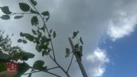BETULA UTILIS JACQUEMONTII (HIMALAYAN BI - 9