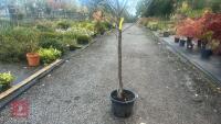 PRUNUS DOMESTICA 'DITTISHAM PLOUGHMAN' - 2