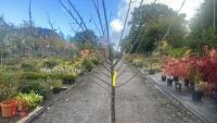 PRUNUS DOMESTICA 'DITTISHAM PLOUGHMAN' - 3