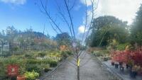 PRUNUS DOMESTICA 'DITTISHAM PLOUGHMAN' - 4