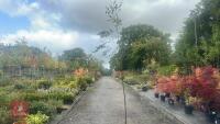 BETULA UTILIS JACQUEMONTII (HIMALAYAN BI - 2