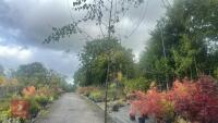 BETULA UTILIS JACQUEMONTII (HIMALAYAN BI - 5