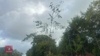 BETULA UTILIS JACQUEMONTII (HIMALAYAN BI - 6