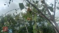BETULA UTILIS JACQUEMONTII (HIMALAYAN BI - 7