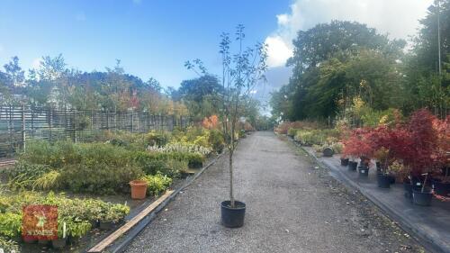 PRUNUS DOMESTICA 'SMALL BLACK'D CHERRY'