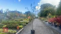 PRUNUS DOMESTICA 'SMALL BLACK'D CHERRY' - 2