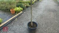 PRUNUS DOMESTICA 'SMALL BLACK'D CHERRY' - 3