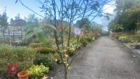 PRUNUS DOMESTICA 'SMALL BLACK'D CHERRY' - 4