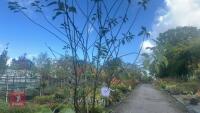 PRUNUS DOMESTICA 'SMALL BLACK'D CHERRY' - 5