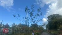 PRUNUS DOMESTICA 'SMALL BLACK'D CHERRY' - 6