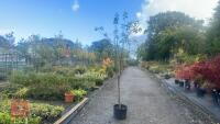 PRUNUS DOMESTICA 'SMALL BLACK'D CHERRY' - 8