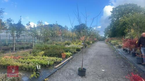 PRUNUS DOMESTICA 'SMALL BLACK'D CHERRY'