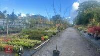 PRUNUS DOMESTICA 'SMALL BLACK'D CHERRY' - 2