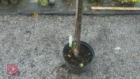 PRUNUS DOMESTICA 'SMALL BLACK'D CHERRY' - 3