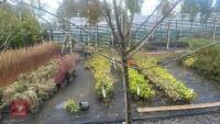 PRUNUS DOMESTICA 'SMALL BLACK'D CHERRY' - 4