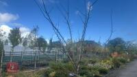 PRUNUS DOMESTICA 'SMALL BLACK'D CHERRY' - 5