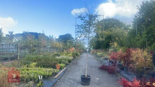 FAGUS SYLVATICA - PLEACHED (COMMON BEECH