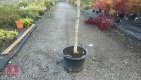 FAGUS SYLVATICA - PLEACHED (COMMON BEECH - 2